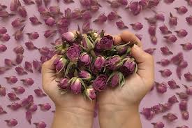 تصویر 3 از خرید عمده غنچه گل محمدی با کیفیت صادراتی با شرکت فولاد گل